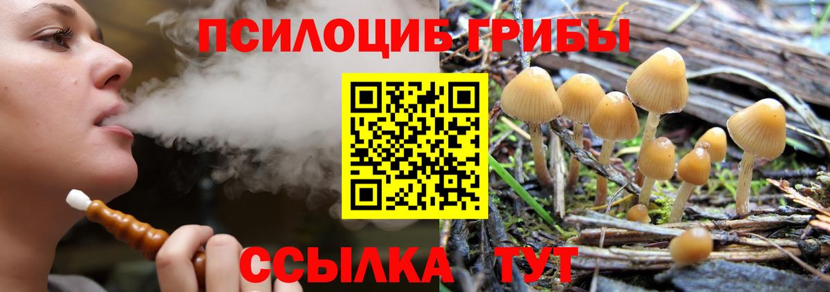 Псилоцибиновые грибы Psilocybe Одинцово